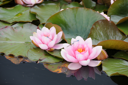 Blue Damsel Flies on Delgatie Pond